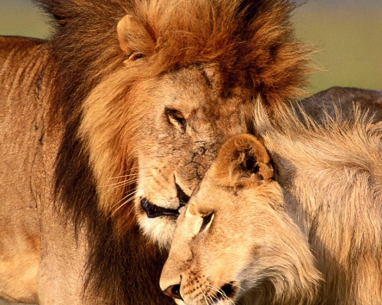lion and lioness love wallpaper